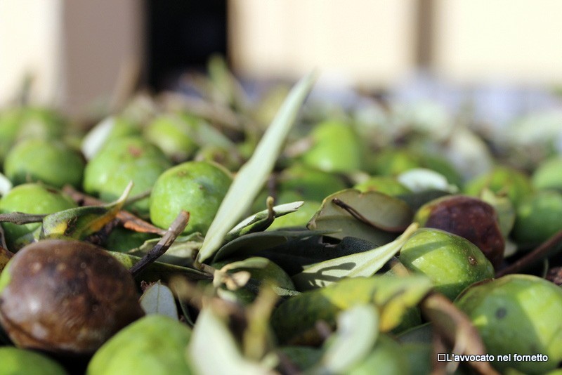 Le olive al frantoio